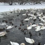 На річці Західний Буг у Шептицькому помітили рекордну кількість лебедів