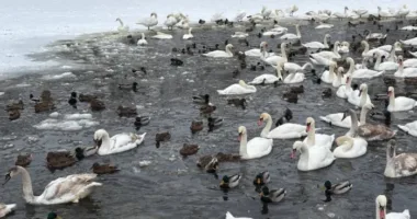 На річці Західний Буг у Шептицькому помітили рекордну кількість лебедів