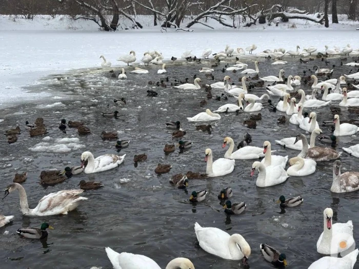 На річці Західний Буг у Шептицькому помітили рекордну кількість лебедів