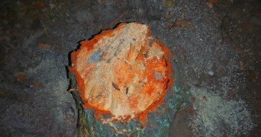 Через незаконну вирубку на Самбірщині державі відшкодували майже 200 тисяч гривень