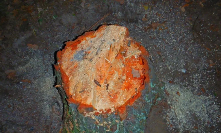 Через незаконну вирубку на Самбірщині державі відшкодували майже 200 тисяч гривень