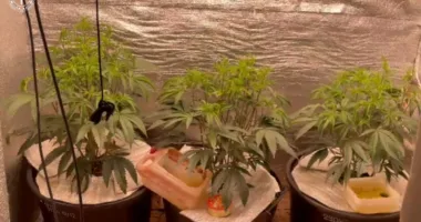 У Львівській області матір і син облаштували чотири кімнати для вирощування коноплі