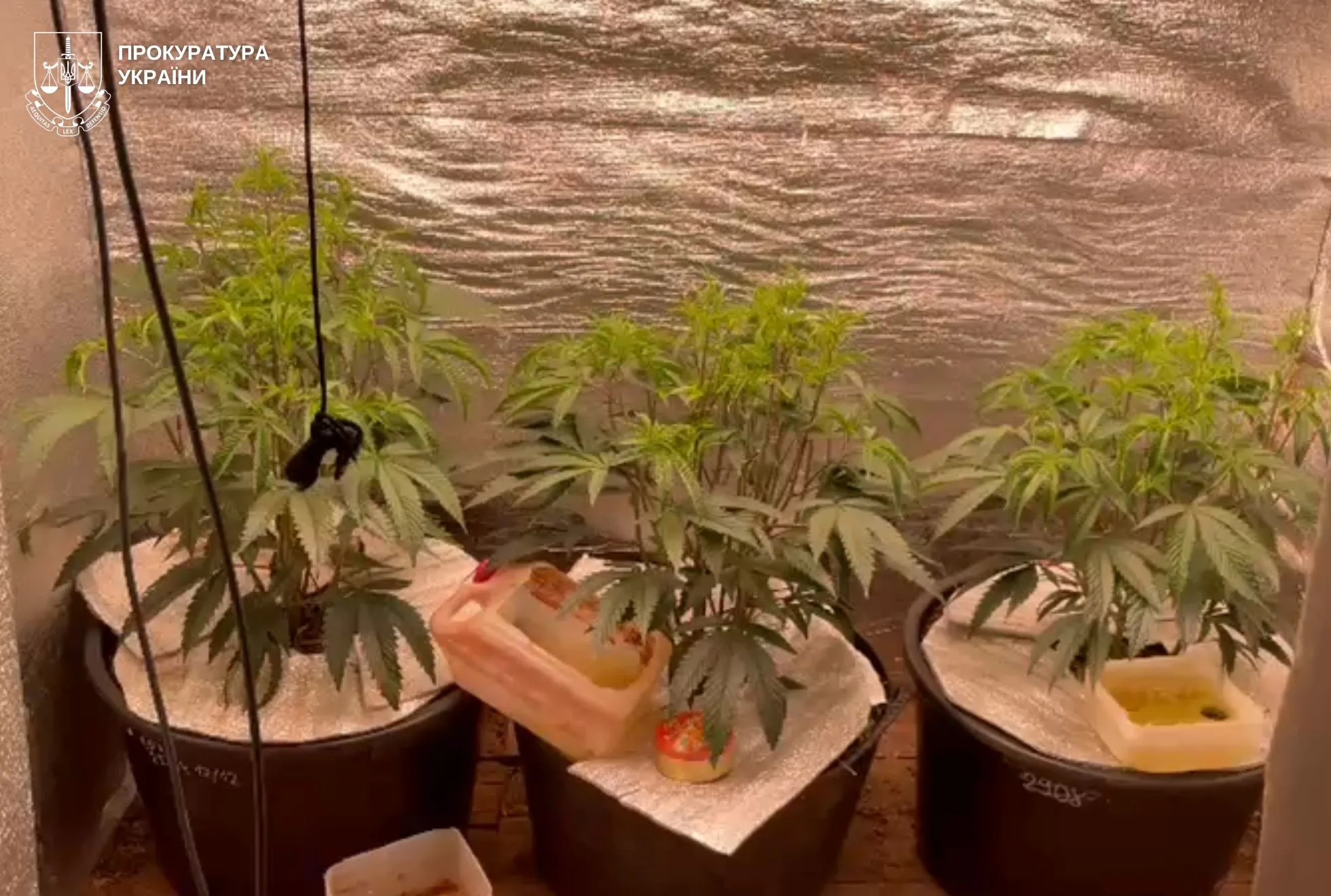 У Львівській області матір і син облаштували чотири кімнати для вирощування коноплі