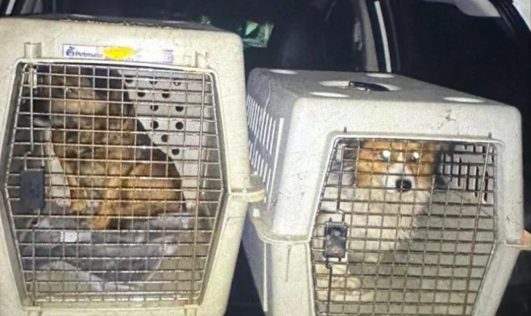 На Львівщині 57-річний чоловік силоміць заливав собакам у пащі алкоголь