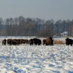Біля нацпарку на Львівщині помітили велику популяцію зубрів