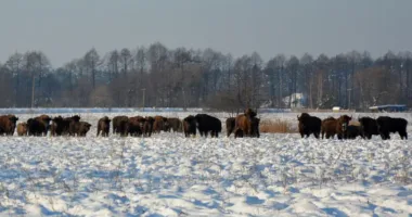 Біля нацпарку на Львівщині помітили велику популяцію зубрів