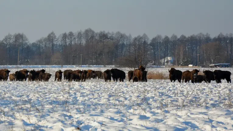 Біля нацпарку на Львівщині помітили велику популяцію зубрів