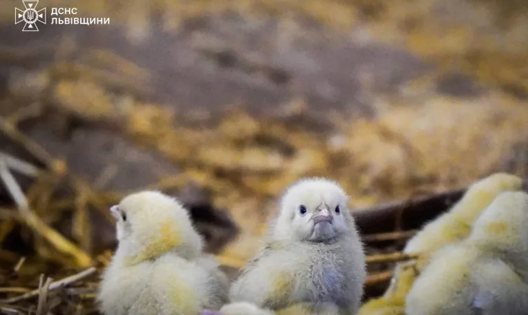 На Львівщині врятували понад 23 000 курчат від вогню