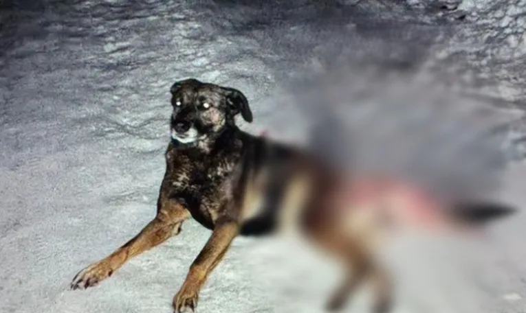 Поблизу Львова чоловік застрелив собаку, поліція розшукує стрільця