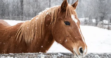 У Белзі власника коней оштрафували за жорстоке поводження з тваринами