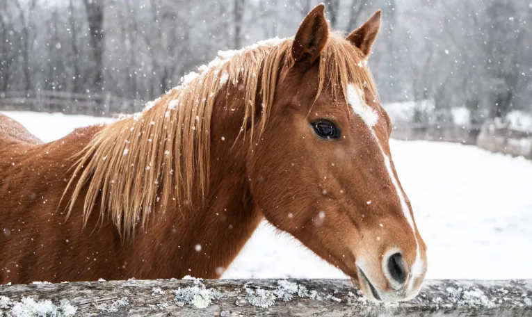 У Белзі власника коней оштрафували за жорстоке поводження з тваринами