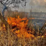 На Львівщині під час спалювання сухої трави загинули троє людей