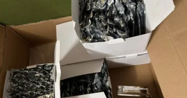 На Львівщині у пункті пропуску “Шегині” прикордонники вилучили майже пів тисячі електронних сигарет