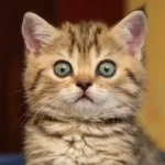 У Львові запустили тестовий банк крові для котів у ЛКП «Лев»