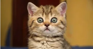 У Львові запустили тестовий банк крові для котів у ЛКП «Лев»