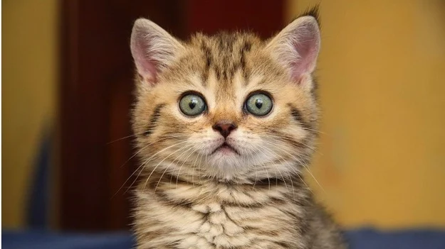 У Львові запустили тестовий банк крові для котів у ЛКП «Лев»