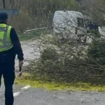 Через падіння дерева на вантажівку постраждав водій