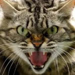 Через сказ тварин у селі на Львівщині запровадили карантин