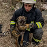 Операція «Порятунок хвостатого»: на Стрийщині рятувальники визволили собаку з бетонної пастки