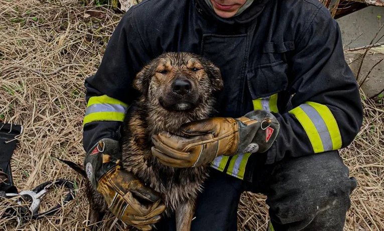 Операція «Порятунок хвостатого»: на Стрийщині рятувальники визволили собаку з бетонної пастки