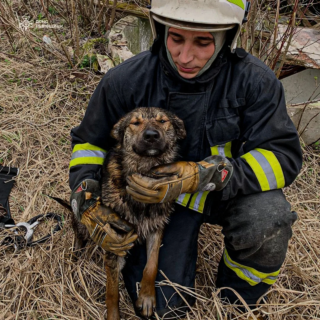 Операція «Порятунок хвостатого»: на Стрийщині рятувальники визволили собаку з бетонної пастки