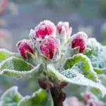 На Львівщині оголошено червоний рівень небезпеки через надзвичайні заморозки