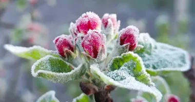 На Львівщині оголошено червоний рівень небезпеки через надзвичайні заморозки