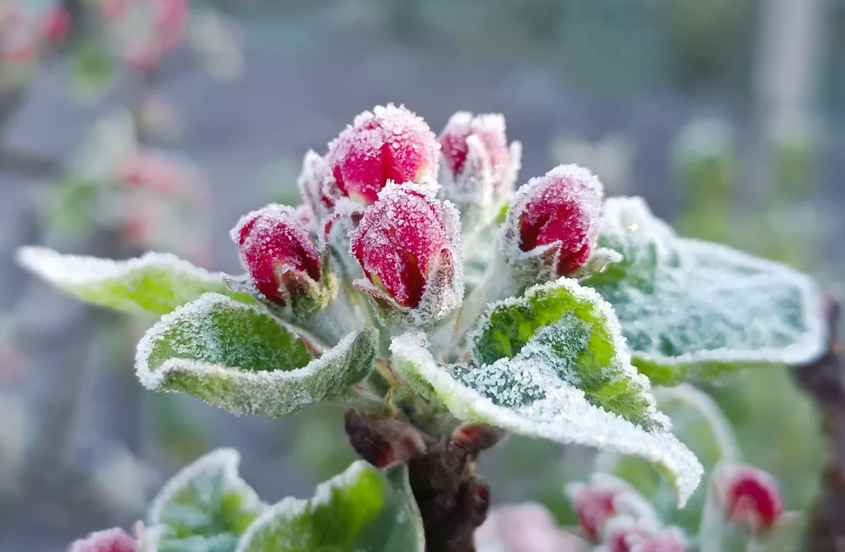 На Львівщині оголошено червоний рівень небезпеки через надзвичайні заморозки