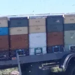 Поблизу Городка рій бджіл напав на жінку з двома дітьми: постраждала потрапила в реанімацію