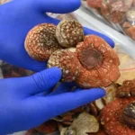 На кордоні з Львівщиною у посилках знайшли 5 кг сушених мухоморів