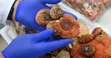 На кордоні з Львівщиною у посилках знайшли 5 кг сушених мухоморів