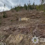 На Львівщині посадовців лісгоспу підозрюють у знищенні понад 20 тисяч дерев Карпатського лісу
