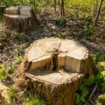 У Львові двох директорів парків підозрюють у незаконній вирубці 112 дерев: збитки довкіллю оцінили майже у 8 млн грн