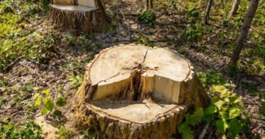 На Львівщині «Ліси України» мають сплатити майже 485 тисяч гривень за незаконну вирубку 74 дерев