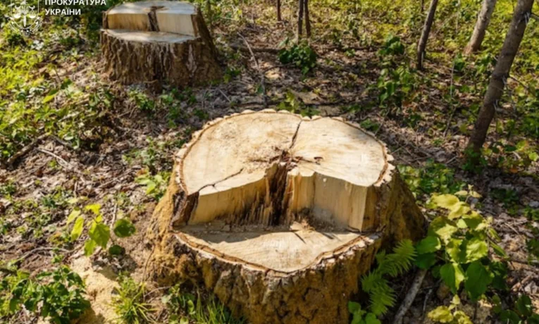 У Львові двох директорів парків підозрюють у незаконній вирубці 112 дерев: збитки довкіллю оцінили майже у 8 млн грн