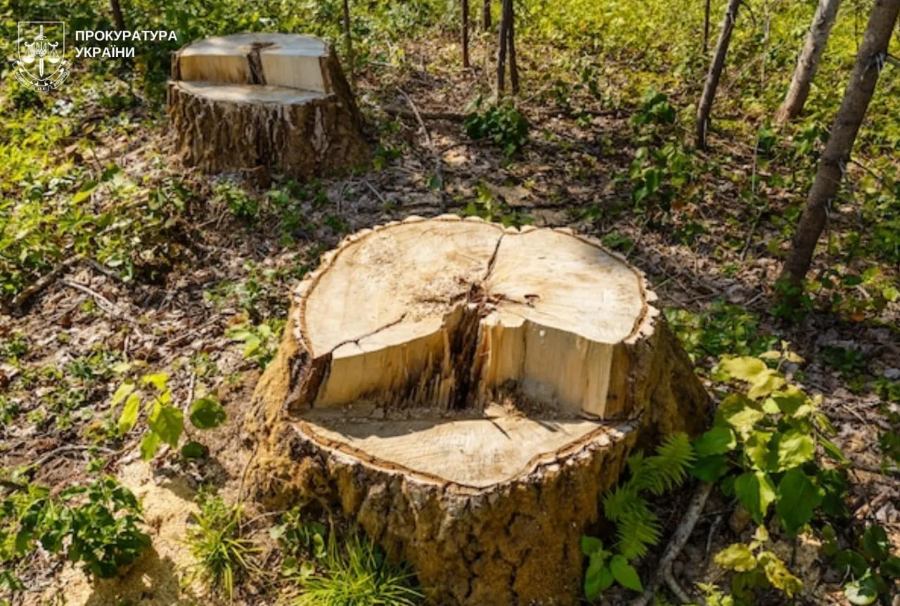 У Львові двох директорів парків підозрюють у незаконній вирубці 112 дерев: збитки довкіллю оцінили майже у 8 млн грн
