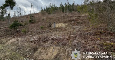На Львівщині посадовців лісгоспу підозрюють у знищенні понад 20 тисяч дерев Карпатського лісу