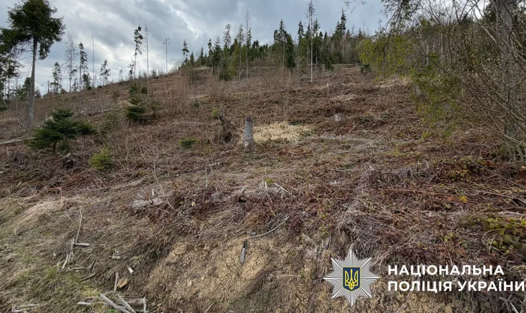 На Львівщині посадовців лісгоспу підозрюють у знищенні понад 20 тисяч дерев Карпатського лісу