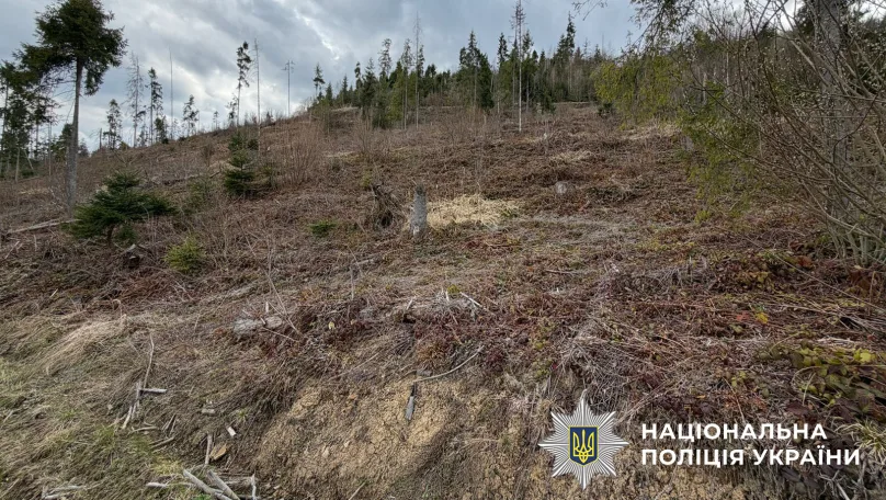На Львівщині посадовців лісгоспу підозрюють у знищенні понад 20 тисяч дерев Карпатського лісу