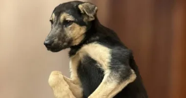 На Львівщині зафіксували випадок сказу у собаки, якого туристи привезли з гори Пікуй