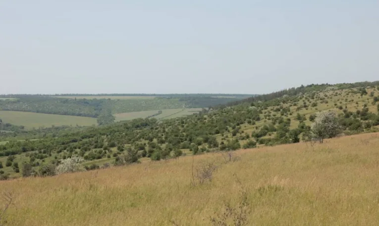 На околицях Львова створили ландшафтний заказник «Хомичеві пагорби» площею 55 гектарів