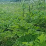 На Львівщині скосили понад 166 гектарів борщівника