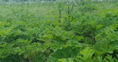 На Львівщині скосили понад 166 гектарів борщівника