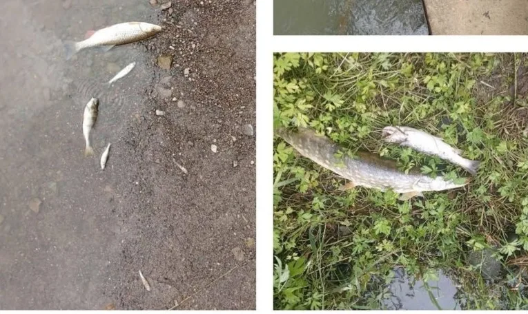 Після масового мору риби на Львівщині виявили забруднення річки: збитки перевищили 1,4 млн грн