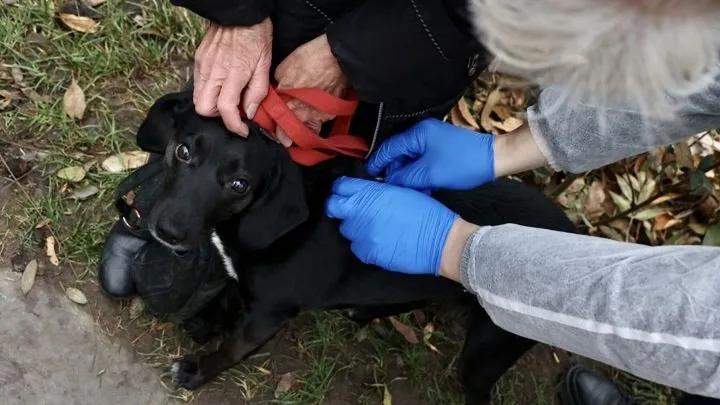 У Брюховичах безкоштовно вакцинуватимуть домашніх тварин від сказу