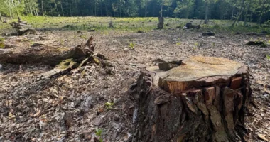 На Львівщині незаконно вирубали понад 1100 дерев: двох експосадовців лісництва судитимуть за збитки на 5,2 млн грн