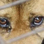 На Львівщині чоловік побив палицею сусідського собаку: суд призначив 5 років ув’язнення умовно