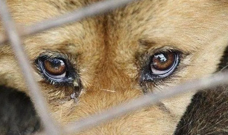 На Львівщині чоловік побив палицею сусідського собаку: суд призначив 5 років ув’язнення умовно
