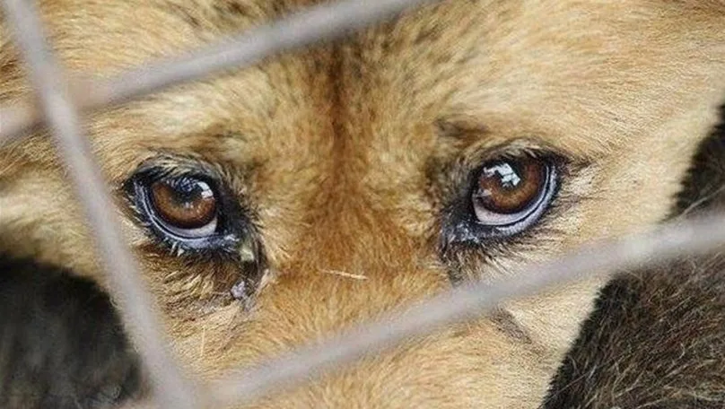 На Львівщині чоловік побив палицею сусідського собаку: суд призначив 5 років ув’язнення умовно