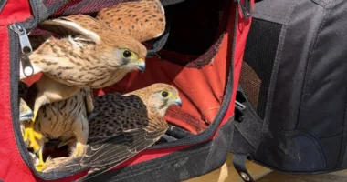 У Львові випустили на волю 29 врятованих боривітрів